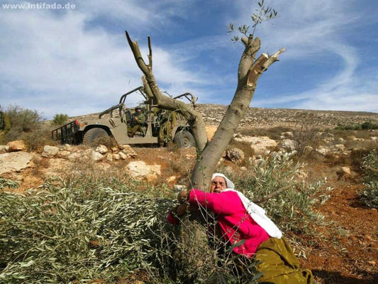 The Timeless Tradition of Palestinian Olive Oil